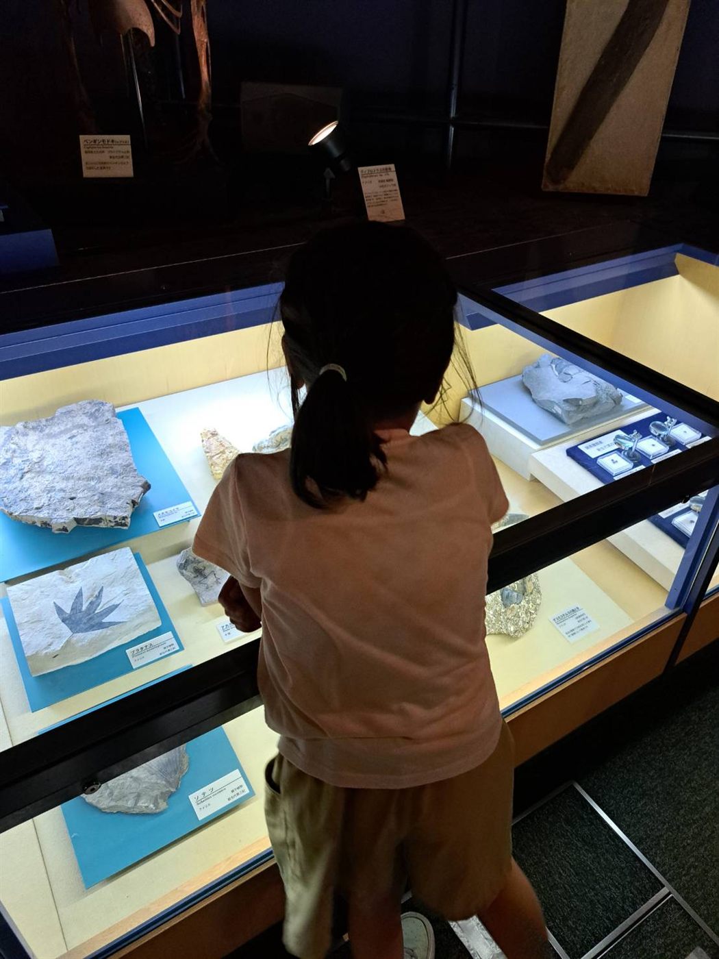 ガラスケースの中の植物の化石をのぞきこむ女の子