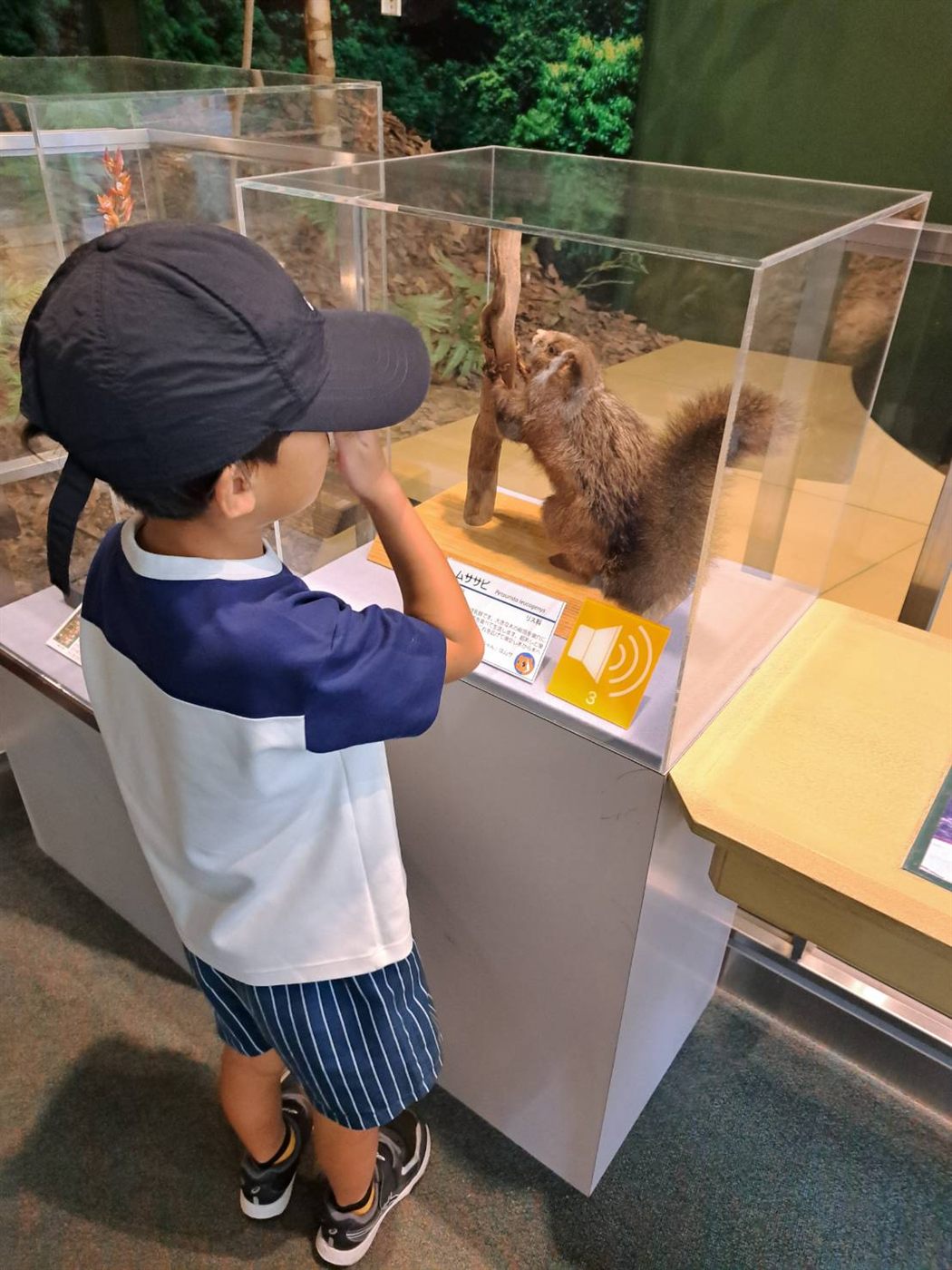 ムササビの剥製の展示を見つめる男の子